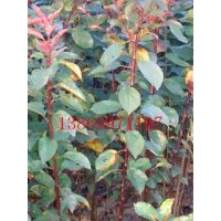 山東熱銷苗木，北美海棠，冬紅海棠，絢麗海棠