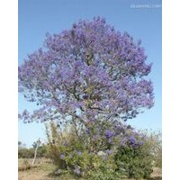 藍花楹小苗批發(fā)