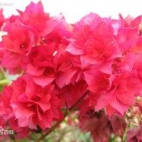 三角梅小苗批發(fā)