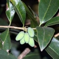 閩楠小苗批發(fā)