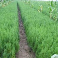 1-3年各種規(guī)格白皮松 油松 華山松 側(cè)柏