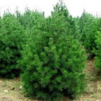 供應(yīng)白皮松，油松，國(guó)槐，刺槐，紫葉李，山杏山桃，占地桃樹(shù)杏樹(shù)