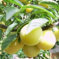 出售李子苗 吉林 四平 誠信苗木基地