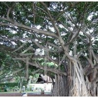 高山榕小苗批發(fā)