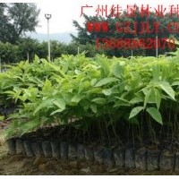 黃花臘腸樹種苗黃花臘腸樹營養(yǎng)苗、種子大量供應(yīng)量大從優(yōu)