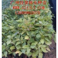 菩提榕種苗供應(yīng)商常年供應(yīng)優(yōu)質(zhì)菩提榕營(yíng)養(yǎng)苗菩提榕種子菩提榕小