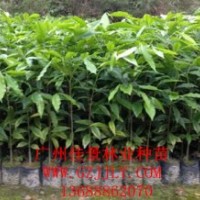 沉香種苗沉香營養(yǎng)苗沉香種子沉香小袋苗，優(yōu)惠中