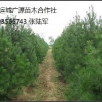 白皮松出售、1米有松白皮松低價(jià)供應(yīng)