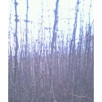 花椒苗 刺槐苗 紫穗槐 側(cè)柏