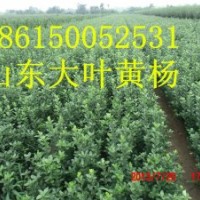 山東煙臺大連 北京 遼寧大葉黃楊 冬青基地培育銷售