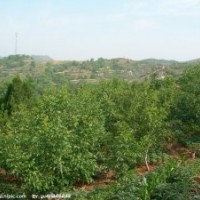 大量提供核桃樹、七葉樹