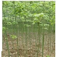 供應(yīng)白蠟苗 山西白蠟苗 鈣果苗