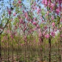 杏花槐苗木貨源地直銷香花槐苗 綠野科技苗圃直銷