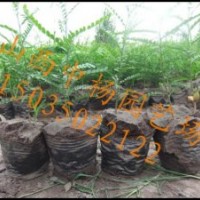 直銷(xiāo)優(yōu)惠皂角種子、皂角苗