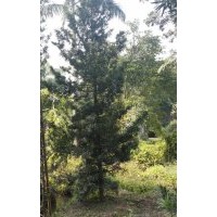 供應(yīng)羅漢松地苗 羅漢松供應(yīng)商 羅漢松價(jià)格