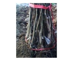 占地山楂樹(shù) 蘋果樹(shù) 桃樹(shù) 梨樹(shù) 櫻桃樹(shù)