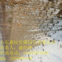 供應(yīng)山東泰安銀杏 0.6-4公分