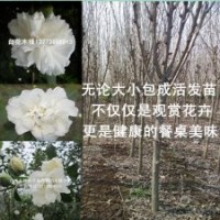 木槿基地3公分粗白花木槿分枝點(diǎn)1米高木槿樹苗價(jià)格