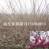 叢生紫荊苗紫荊工程苗叢生紫荊樹苗價(jià)格