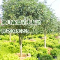 潢川2公分四季桂|潢川2公分四季桂價格