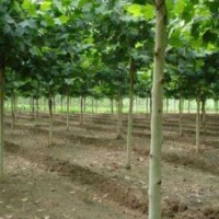 大量供應(yīng)法桐,國槐,白蠟,北欒,南欒等苗木