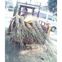 供應(yīng)國(guó)槐苗