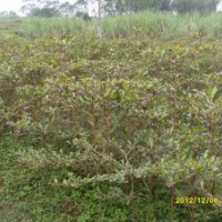 供小葉欖仁與羅漢松苗