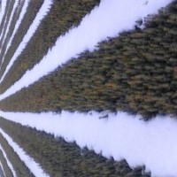 大量出售2--4年云杉苗