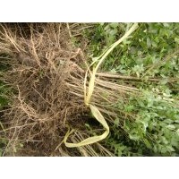 小葉女貞苗10000萬小葉女貞苗低價出售小葉女貞苗基地