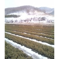 出售云杉樟子松紅松黑松