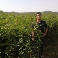 櫻花 櫻花實生一年苗