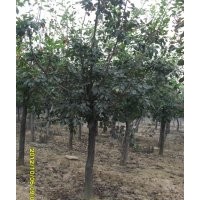 2—4公分黃櫨，法桐，紅潤木，迎春，垂柳等