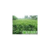 法桐苗、杜梨苗、花椒苗、白蠟苗