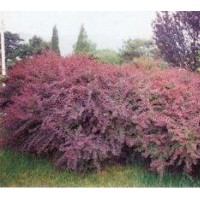 紅葉小檗小苗成活率