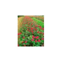 湖南綠化苗木花木月季湖南瀏陽花木苗木月季河南旅游四季紅苗圃苗