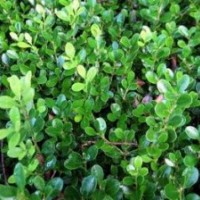 小葉黃楊價格供應(yīng)