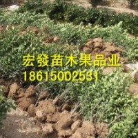 低價(jià)供應(yīng)大葉黃楊苗