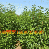 山桃稠李，榆葉梅，紫丁香，多季玫瑰