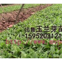 白玉蘭小苗，白玉蘭籽播苗，江蘇白玉蘭種苗價格，低價格白玉蘭小