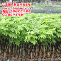 黃花梨—黃花梨種苗—黃花梨小苗