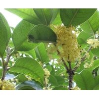 河南綠化苗木基地出售大量桂花、廣玉蘭、大葉黃楊