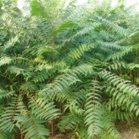 千頭椿哪里有賣的？千頭椿怎么養(yǎng)？