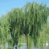 廠家直銷垂柳樹苗，垂柳價(jià)格，垂柳行情