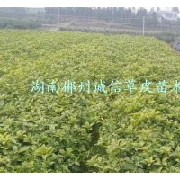 綠化苗木 工程苗 四季桂苗 批發(fā)四季桂小苗 自產(chǎn)自銷