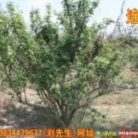 低價(jià)批發(fā)連翹 優(yōu)質(zhì)連翹 山西連翹 連翹基地 連翹價(jià)格