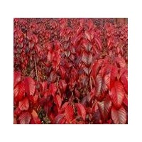 出售紅葉櫻花，紅葉櫻花