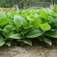 自家苗圃白玉蘭芽苗白玉蘭小苗0.1-1米高10萬株玉蘭樹苗