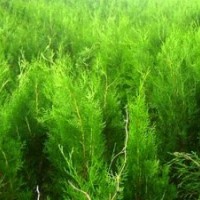 1.5米以下側(cè)柏，50公分側(cè)柏苗，側(cè)柏苗木