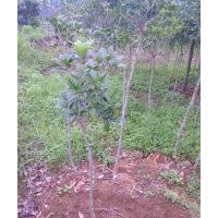 四季桂。八月桂，各種規(guī)格