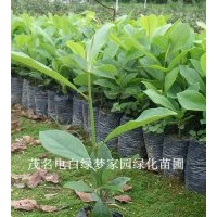 供應(yīng)樂(lè)昌含笑,南方白蘭花,廣東含笑,景烈白蘭,景烈含笑小苗